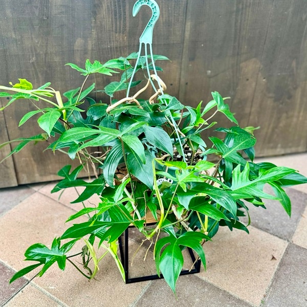 おしゃれ 観葉植物 ：フィロデンドロン フロリダ*5号 吊り鉢 | 観葉