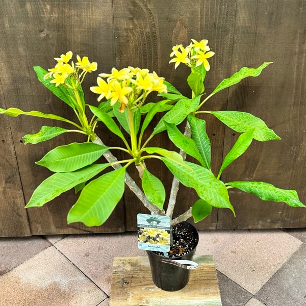 観葉植物 鉢花：プルメリア（インドソケイ）*ヘブン インカゴールド