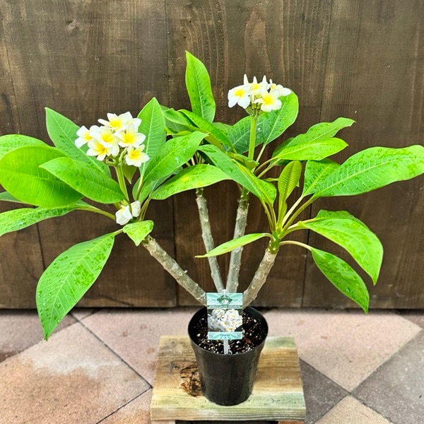 観葉植物 鉢花：プルメリア（インドソケイ）*ヘブン インカゴールド