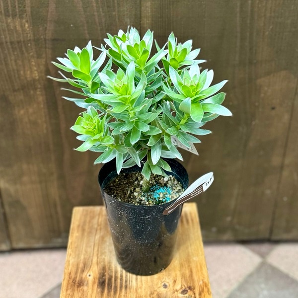 観葉植物 苗 鉢花：ミメティス クラッカージャックシルバー*5号 | 観葉