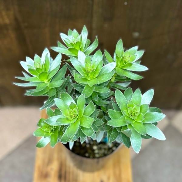 観葉植物 苗 鉢花：ミメティス クラッカージャックシルバー*5号 | 観葉