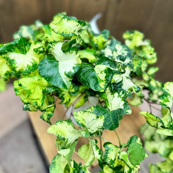 おしゃれ 観葉植物 アイビー：ヘデラ ムーンライト*吊りカバーセット