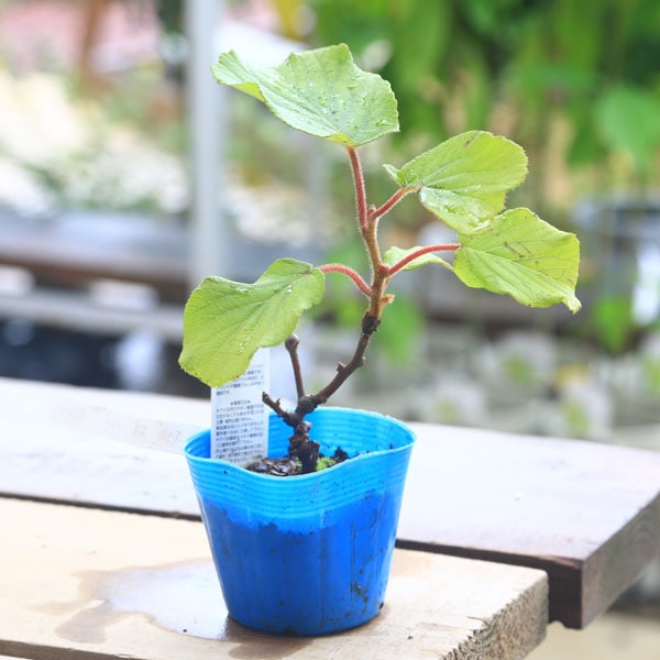 庭木・植木・苗：キウイの苗/オス木*お選びください。（トムリor孫悟空