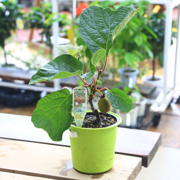 ڡڡġġ᥹*Ӥʥإorѡɡ