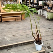 ������� ���տ�ʪ ������ʪ �ҥ����إ����إ�����*7��ץ�ݥå� �緿��ޥ���