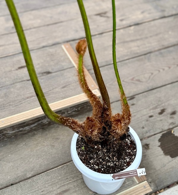 ヒカゲヘゴ　苗木　6号ポット　レア観葉植物　風水　古代植物　　リラックス効果 ヒカゲヘゴ 苗木 6号ポット レア観葉植物 風水 古代植物