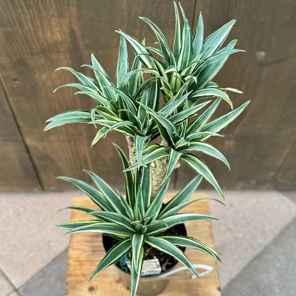 おしゃれ 観葉植物：ドラセナ ミウラ*4号プラポット | 観葉植物 