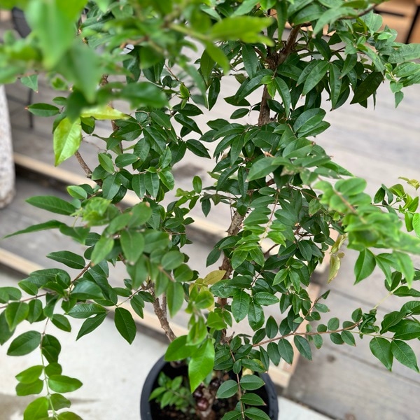 ジャボチカバ　♻️リユース観葉植物 ジャボチカバ | いぶすき観葉植物｜観葉のまち指宿