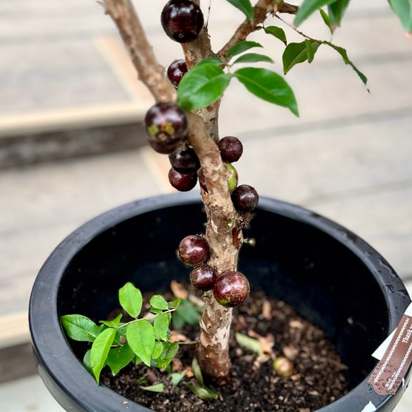 おしゃれ 観葉植物：ジャボチカバ*現品をお届け 大型佐川急便 | 観葉