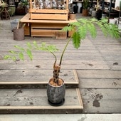 ������� ���տ�ʪ ������ʪ �ҥ����إ����إ����� ȭ����*������ ���ʤ��Ϥ� �緿��ޥ���