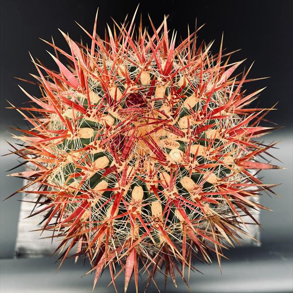 サボテン：フェロカクタス 神仙玉 南方形*幅16cm 現品！一品限り