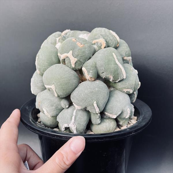 サボテン　アリオカルプス　変疣青磁牡丹　国内繁殖栽培苗　実生　鉢ごと発送 サボテン アリオカルプス 変疣青磁牡丹 国内繁殖栽培苗 実生 鉢