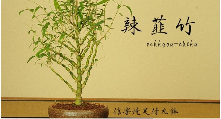 盆栽：大福竹（仏肚竹 らっきょ竹）信楽焼丸鉢* bonsai | すべての商品