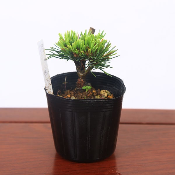 那須五葉松 明星 盆栽 八房五葉松 明星 盆栽用苗 – 松慶盆栽園