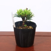 �ġ����վ���������*���襦�ޥĥߥ祦���祦�����褦�ޤĤߤ礦���礦