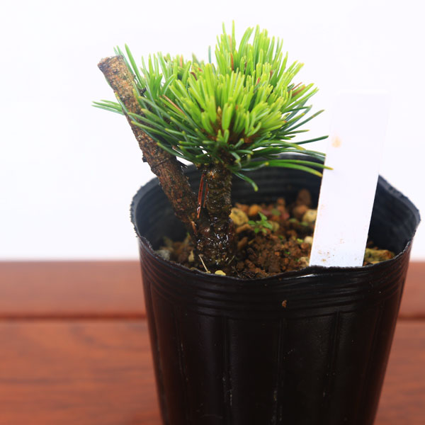 苗：五葉松（明星）*ゴヨウマツミョウジョウ ごようまつみょうじょう