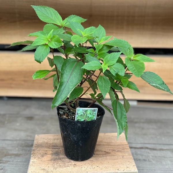 観葉植物 鉢花 希少：ママキ*Mamaki ハワイアンハーブ 4.5号 | 観葉