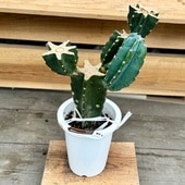 ������� ���տ�ʪ���쥵�ܥƥ� �֥���*6��ץ�ݥå�