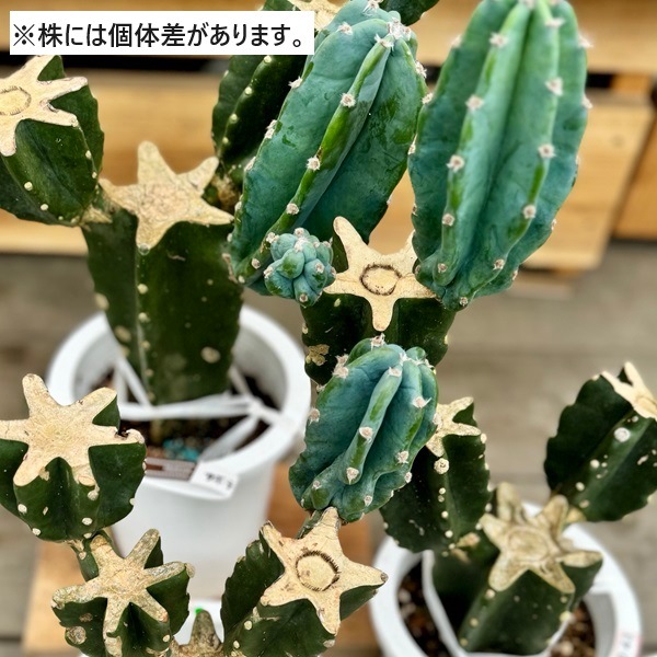 おしゃれ 観葉植物：柱サボテン ブランチ*6号プラポット | 観葉