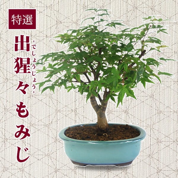 �ߺϡ����� ���ϡ���ߤ�*(���;Ƥߤɤ��ʱ�ȭ) ��2025ǯ���ա� momiji����ߥ������ա������ߺϡ�bonsai