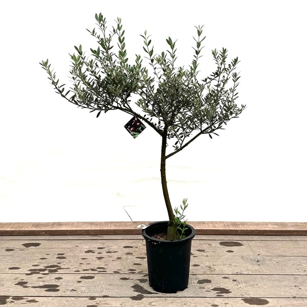おしゃれ 観葉植物：オリーブの木 マンザニロ 8号*現品4 SOUJU 創樹