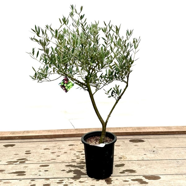 ⑪　オリーブの木souju　『ピクアル』　6号　最高等級極上品‼️ ⑪ オリーブの木souju 『ピクアル』 6号 最高等級極上品‼️