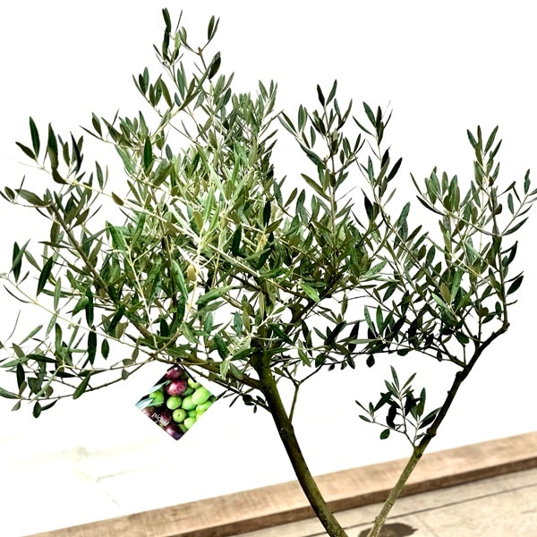 限定特価　SOUJU オリーブ　オリーブの木　美樹形　ピクアル　植木　8号 おしゃれ 観葉植物：オリーブの木 ピクアル 8号*現品8 SOUJU 創