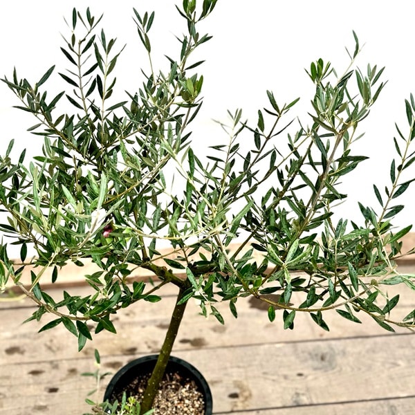 現品］46番創樹オリーブピクアル8号観葉植物大型屋外souju