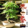 �ߺϡ������������ϡ���ߤ�*ȭ�����٤��2025ǯ���ա� ȭ���� ���ռ��� �ץ쥼��� bonsai