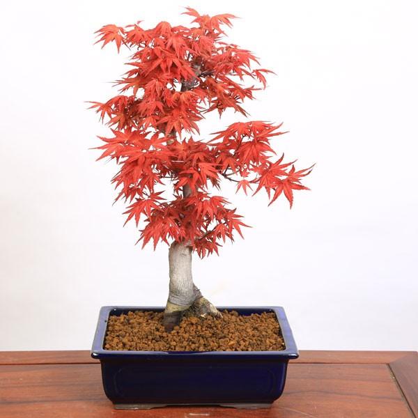 ◉超極太の山もみじ盆栽 極上品 ☆早いもの勝ち！ ◉超極太の山もみじ