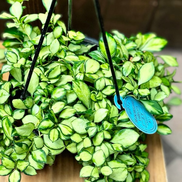 おしゃれ 観葉植物：ホヤ ヘウスケリアナ 斑入り*吊り鉢 5号 | 観葉