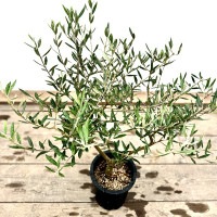 おしゃれ 観葉植物：オリーブの木 ピクアル 7号*現品2 SOUJU 創樹 そう