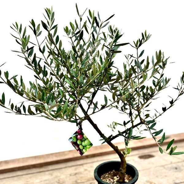 おしゃれ 観葉植物：オリーブの木 ピクアル 7号*現品4 SOUJU 創樹 そう