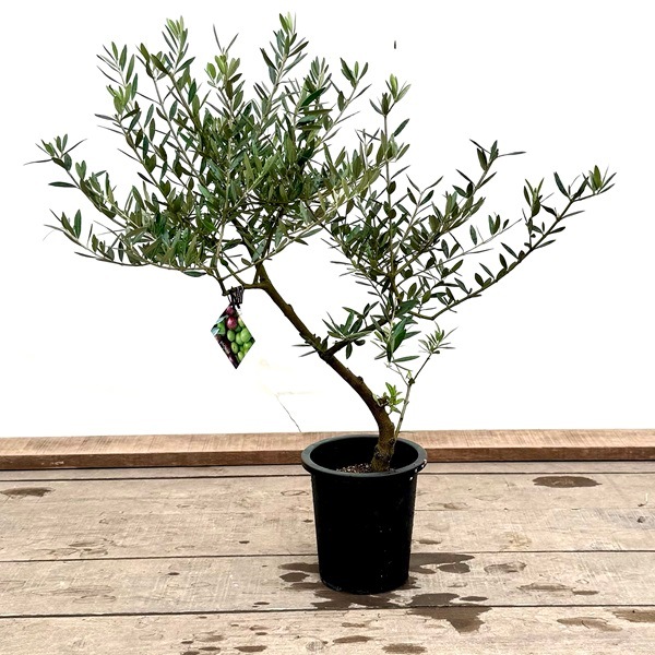 おしゃれ 観葉植物：オリーブの木 ピクアル 7号*現品4 SOUJU 創樹 そう