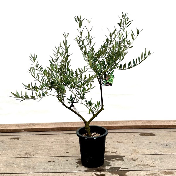 おしゃれ 観葉植物：オリーブの木 ピクアル 7号*現品7 SOUJU 創樹 そう