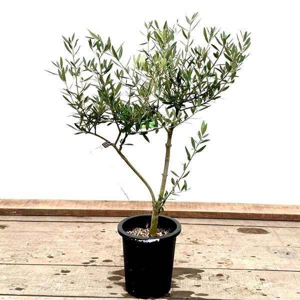 おしゃれ 観葉植物：オリーブの木 ピクアル 7号*現品10 SOUJU 創樹