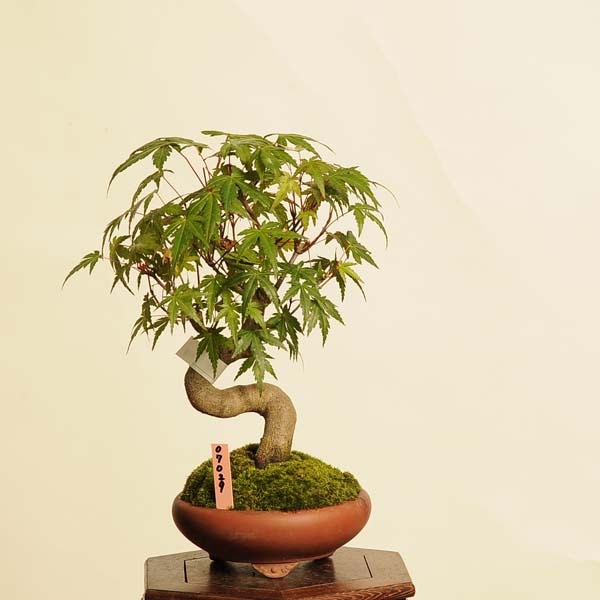 ◇小品盆栽 山紅葉（やまもみじ） 株立ち 太幹 樹高28cm