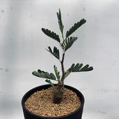 �����ǥå���������� ���ǥ����ʥꥹ ����*M������8.5���