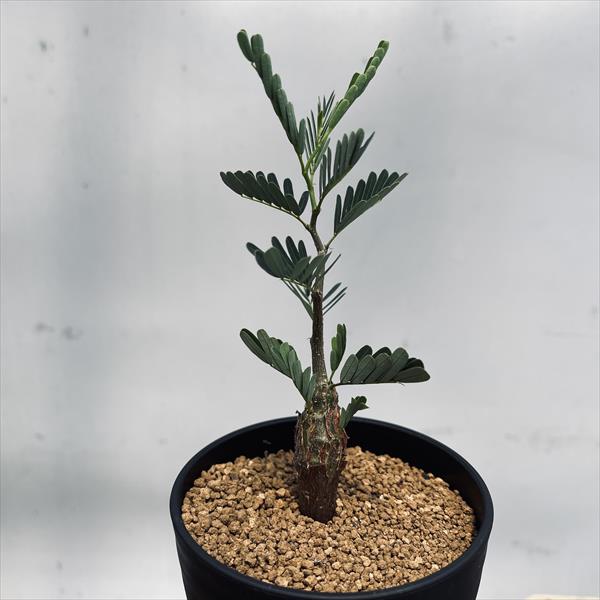 コーデックス：センナ メリディオナリス 実生*M 葉幅8.5cm