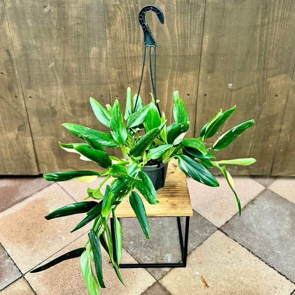 おしゃれ 観葉植物：フィロデンドロン コブラ*5号吊り鉢 | 観葉植物