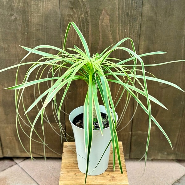 その他観葉植物 / おしゃれ 観葉植物：ブコニア ガテマレンシス 斑入り*プラポット