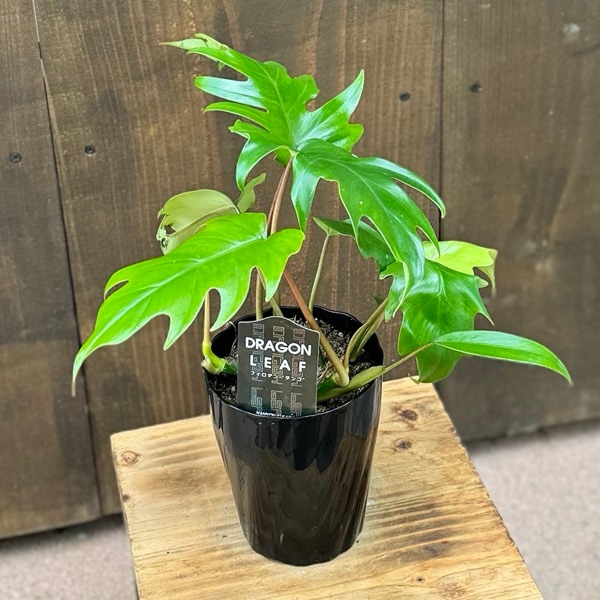 おしゃれ 観葉植物：フィロデンドロン タンゴ*プラポット | 観葉植物 