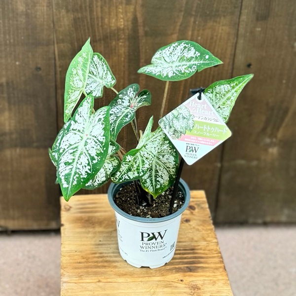 希少 人気4色の迷彩柄観葉植物(❁ᴗ͈ˬᴗ͈)ラブリーハート７８cm 苗 観葉植物：カラジューム ハートトゥハート*品種選べます Caladium