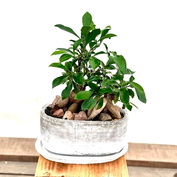おしゃれ 観葉植物：ガジュマル寄せ植え*受皿付 | 観葉植物,ミディアム