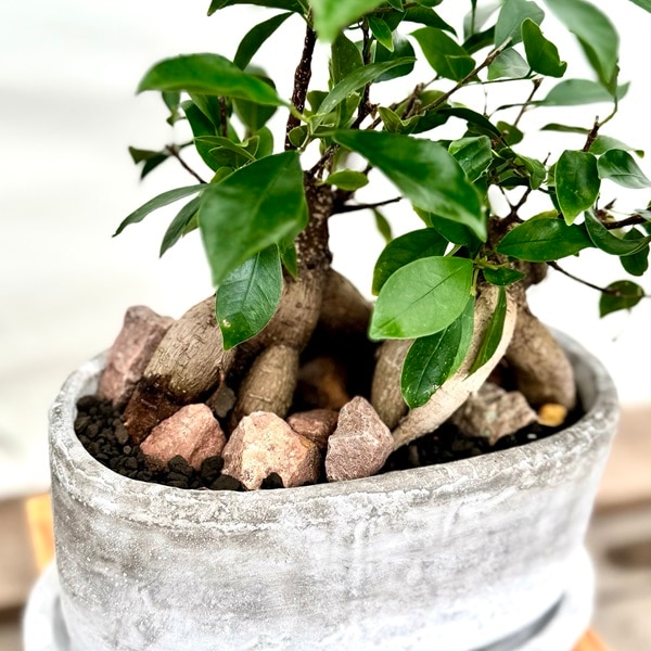 おしゃれ 観葉植物：ガジュマル寄せ植え*受皿付 | 観葉植物,ミディアム