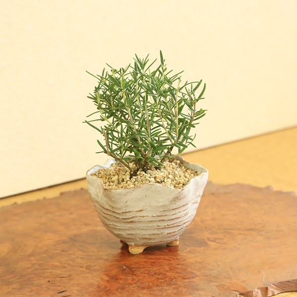 和モダン：ハーブ盆栽ローズマリー*（信楽花型変形小鉢 砂付き）株立ち