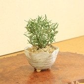 ¥󡧥ϡߺϥޥ꡼*ʿڲַѷȭդ˳Ω ϡbonsai