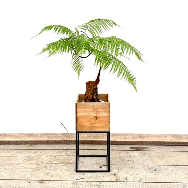 おしゃれ 観葉植物 キンモウコウ：ゴールデンモンキー タカワラビ*5号