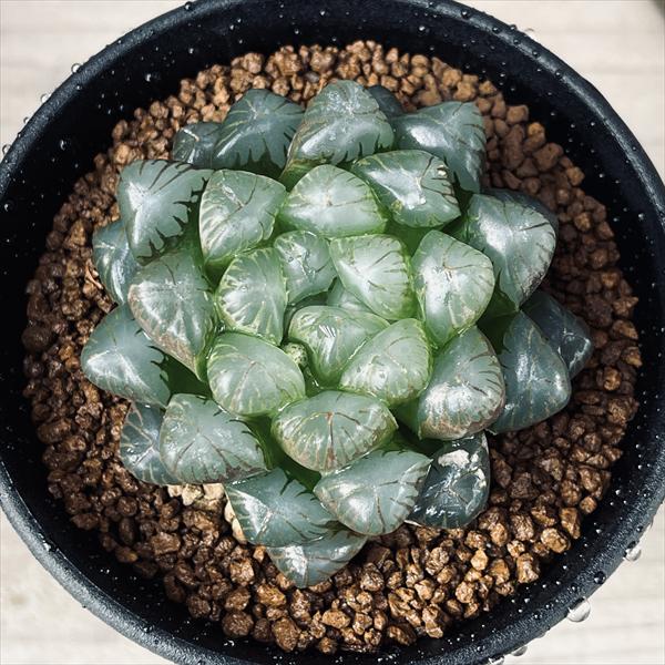 多肉植物：ハオルチア オブツーサ ディープパープル*L 幅7cm