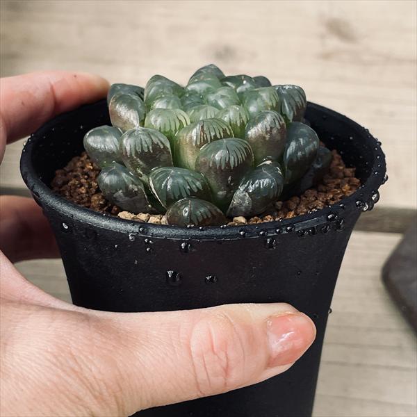 多肉植物：ハオルチア オブツーサ ディープパープル*L 幅7cm